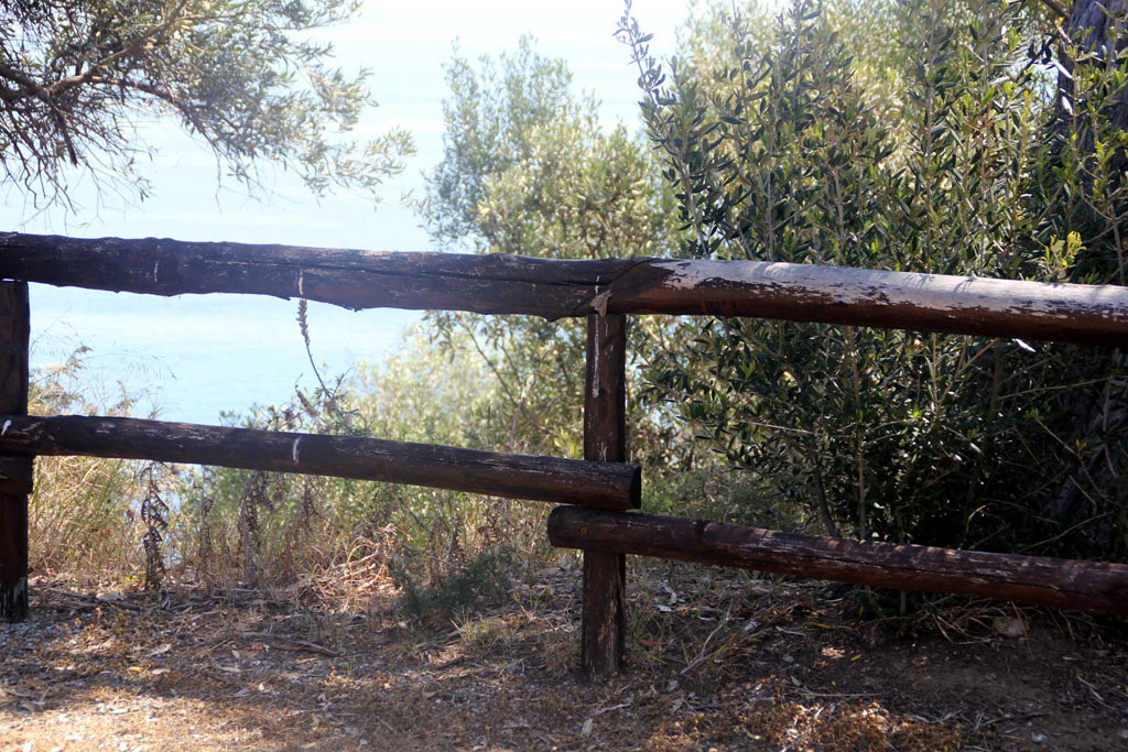 identificazione: grande falena (?) pelosa